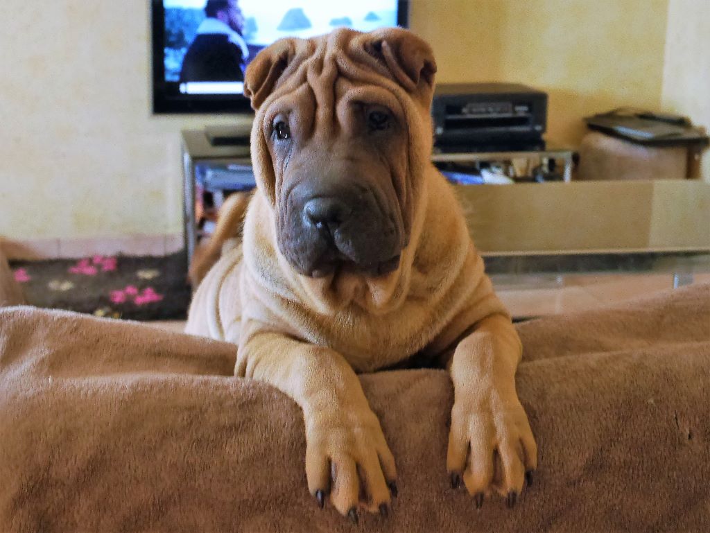 Jazzy' Pei - Shar Pei - Portée née le 29/03/2017