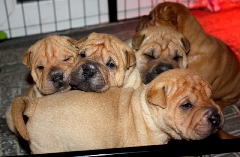 Jazzy' Pei - Shar Pei - Portée née le 29/03/2016