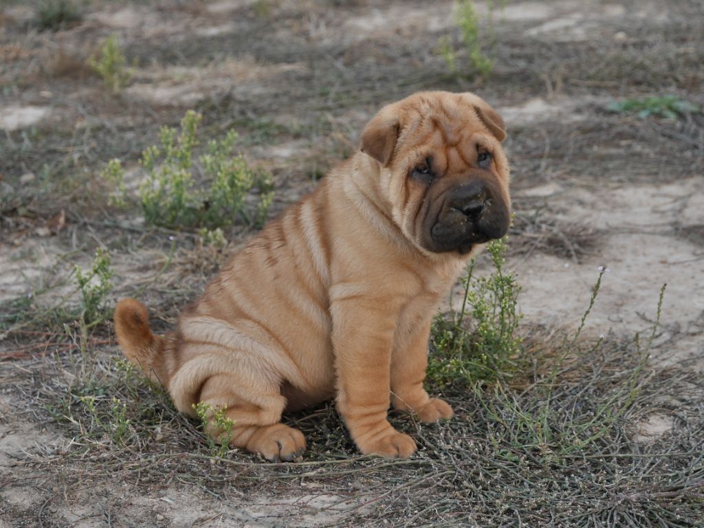 Jazzy' Pei - Shar Pei - Portée née le 08/08/2018