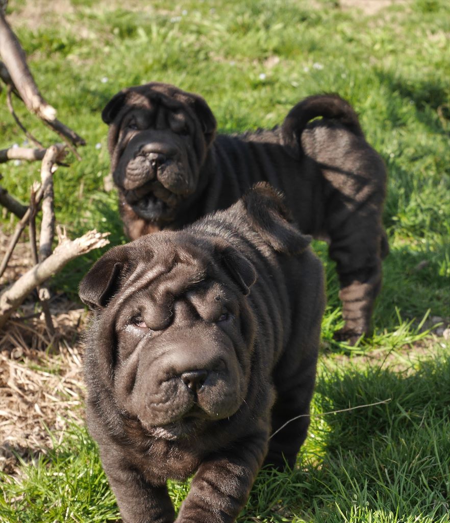 Jazzy' Pei - Shar Pei - Portée née le 01/01/2017