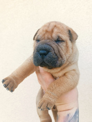 Jazzy' Pei - Shar Pei - Portée née le 27/07/2024