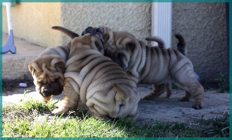 Jazzy' Pei - Shar Pei - Portée née le 02/10/2015