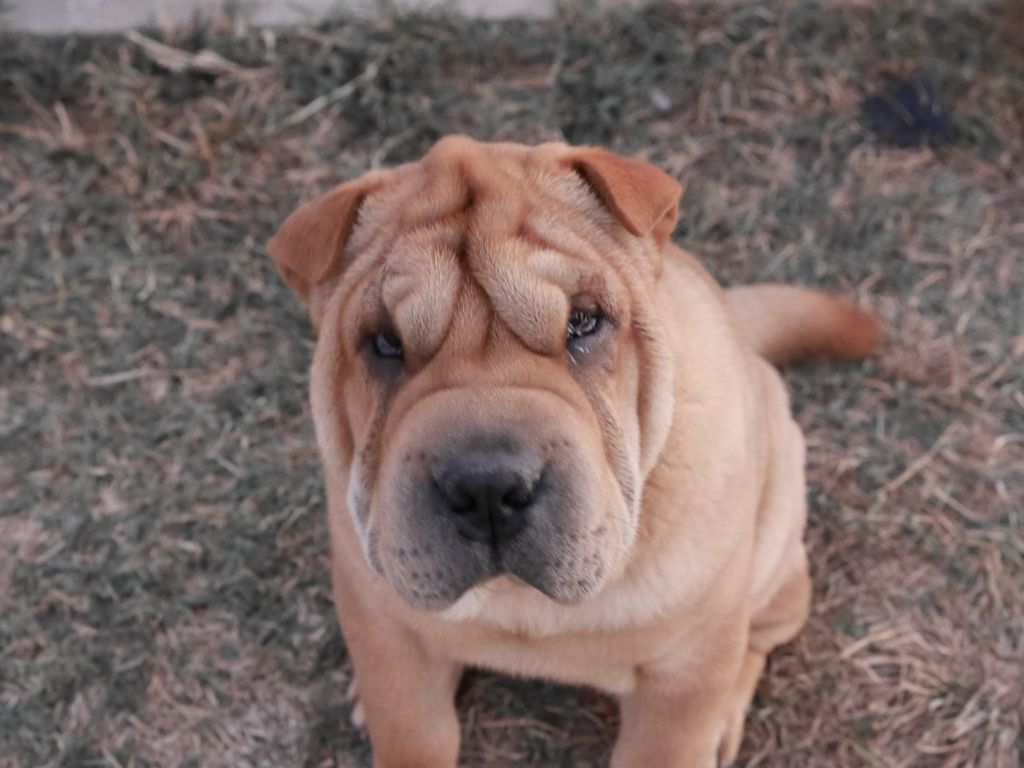 Jazzy' Pei - Shar Pei - Portée née le 12/05/2018