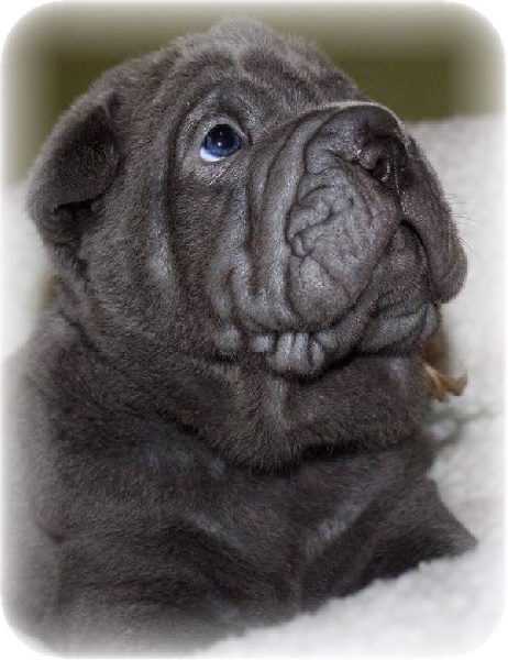 Jazzy' Pei - Shar Pei - Portée née le 13/10/2016