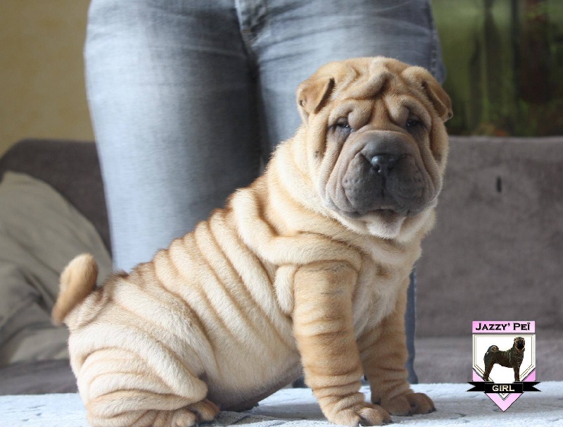 CH. Jazzy' Pei Meteora