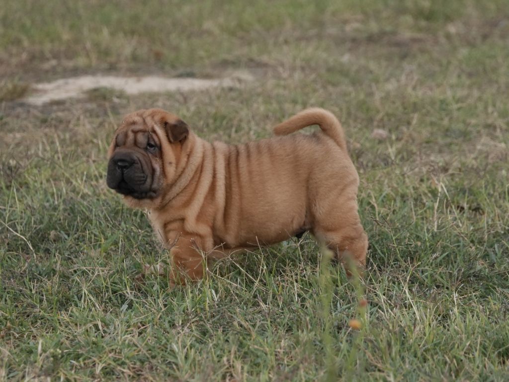 Jazzy' Pei - Shar Pei - Portée née le 17/08/2018